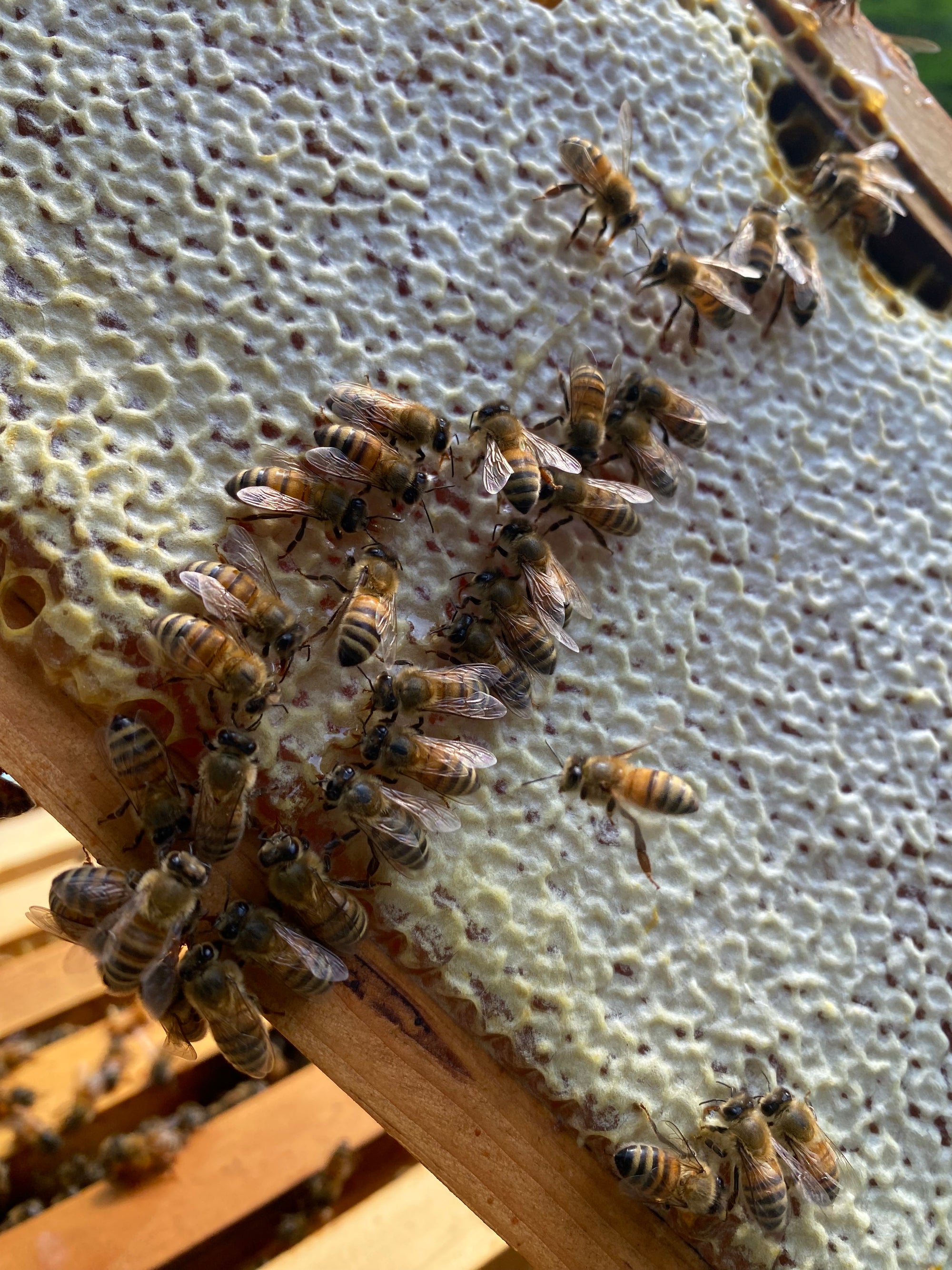 Celebrating the Arts: Intro to Beekeeping(June 20,2026)