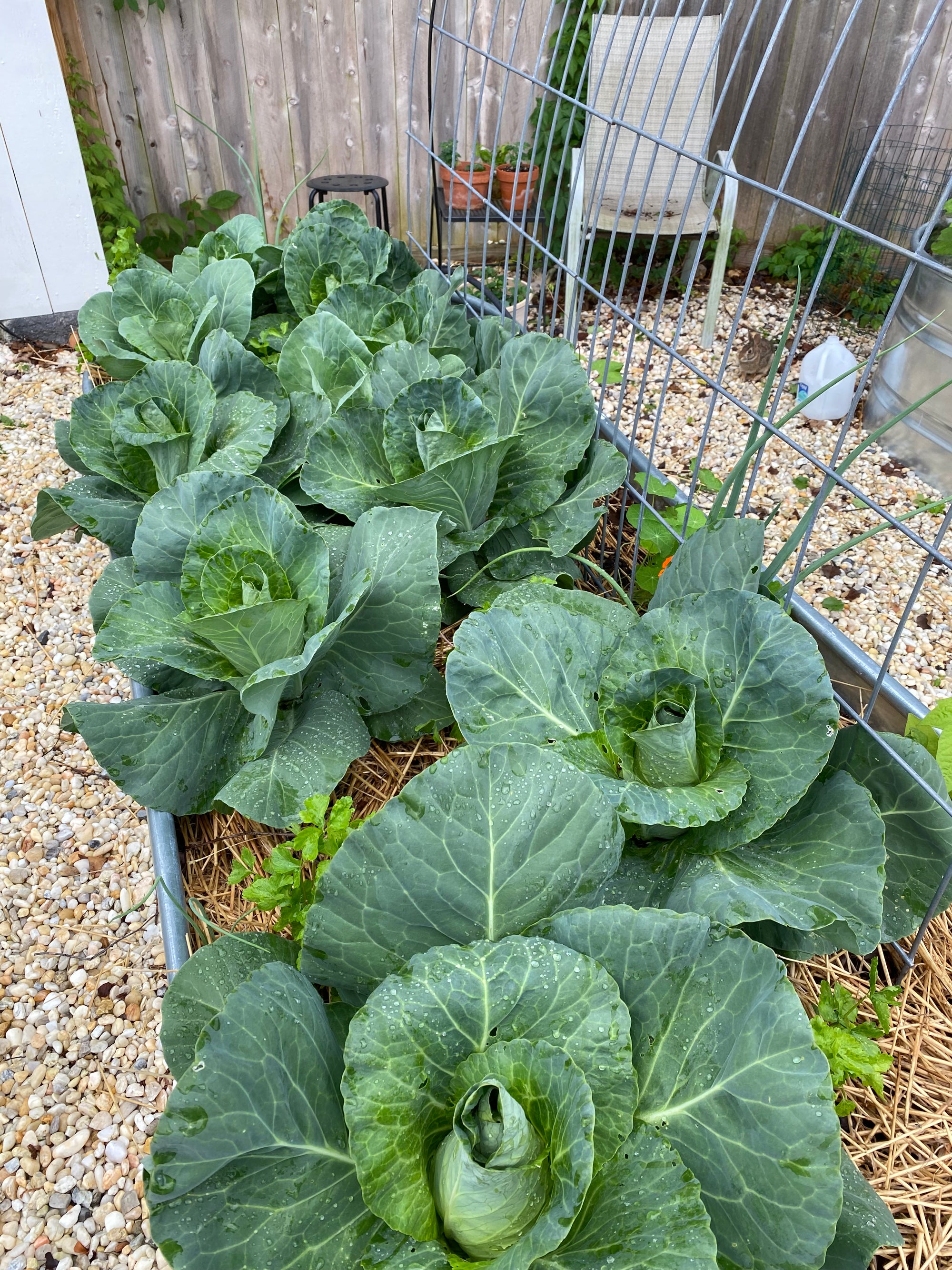 Celebrating the Arts: Fall Gardening Basics(September 19,2026)