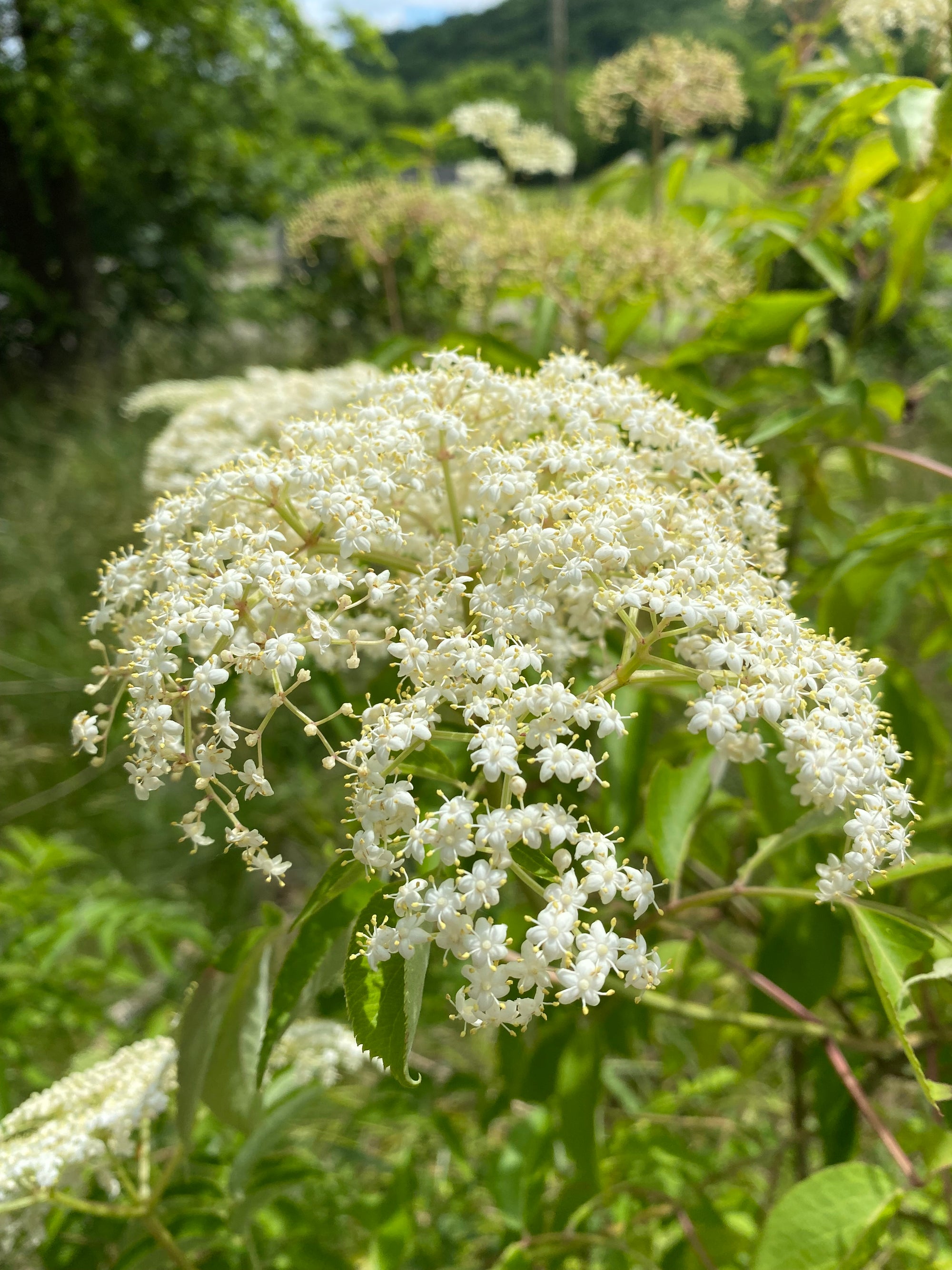 Celebrating the Arts: Home Herbal Support(August 15, 2026)