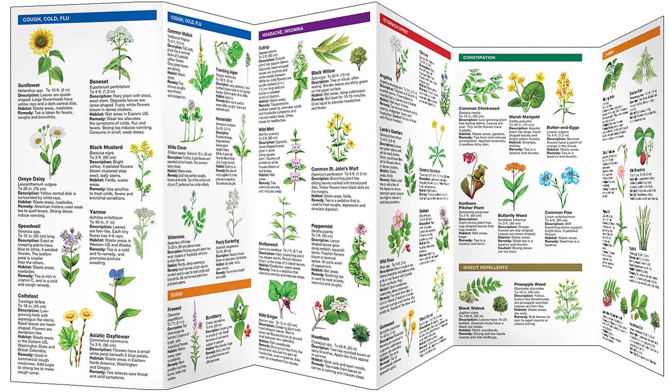 Medicinal Plants Pocket Guide