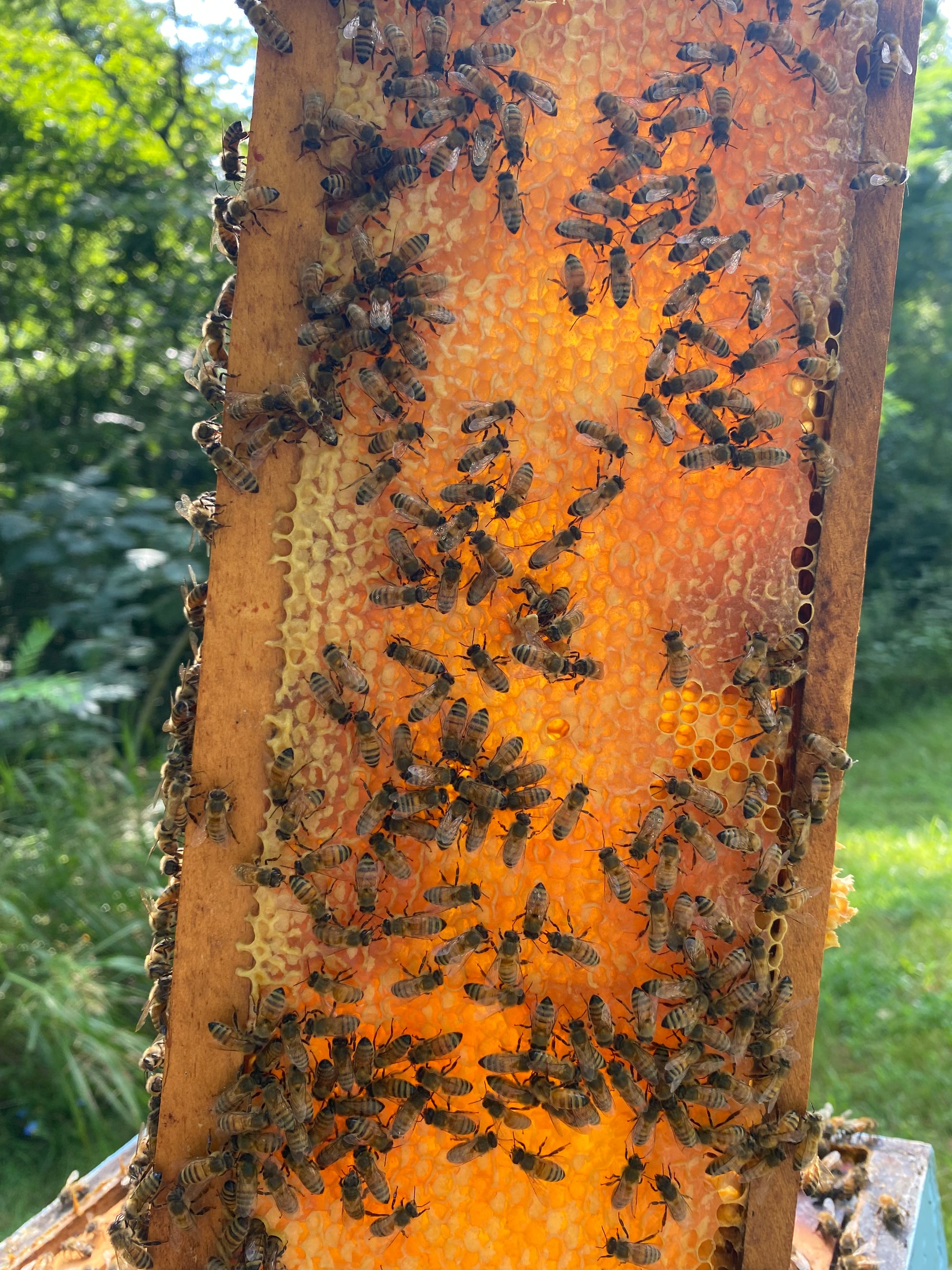 Celebrating the Arts: Intro to Beekeeping(June 20,2026)