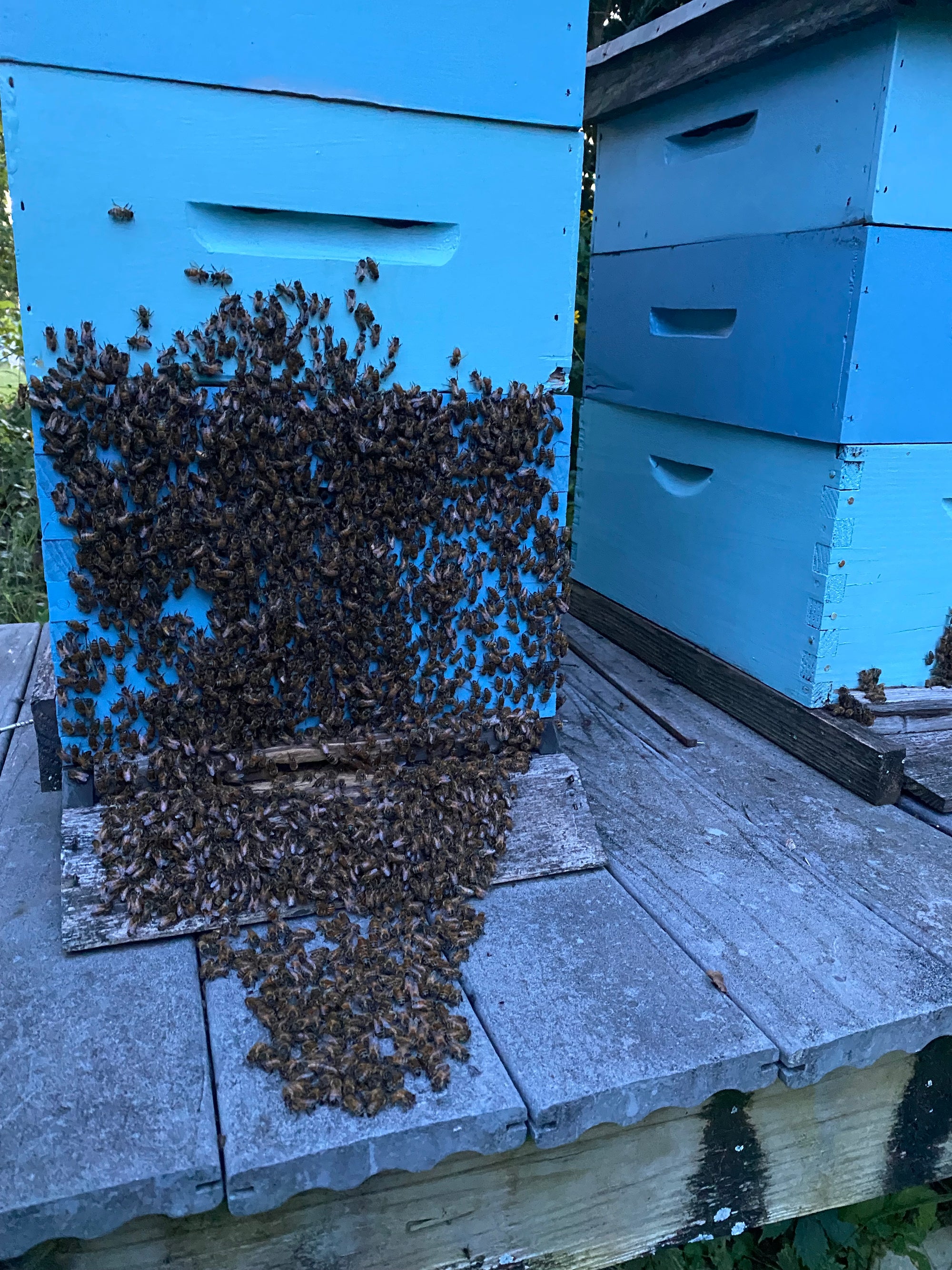 Celebrating the Arts: Intro to Beekeeping(June 20,2026)