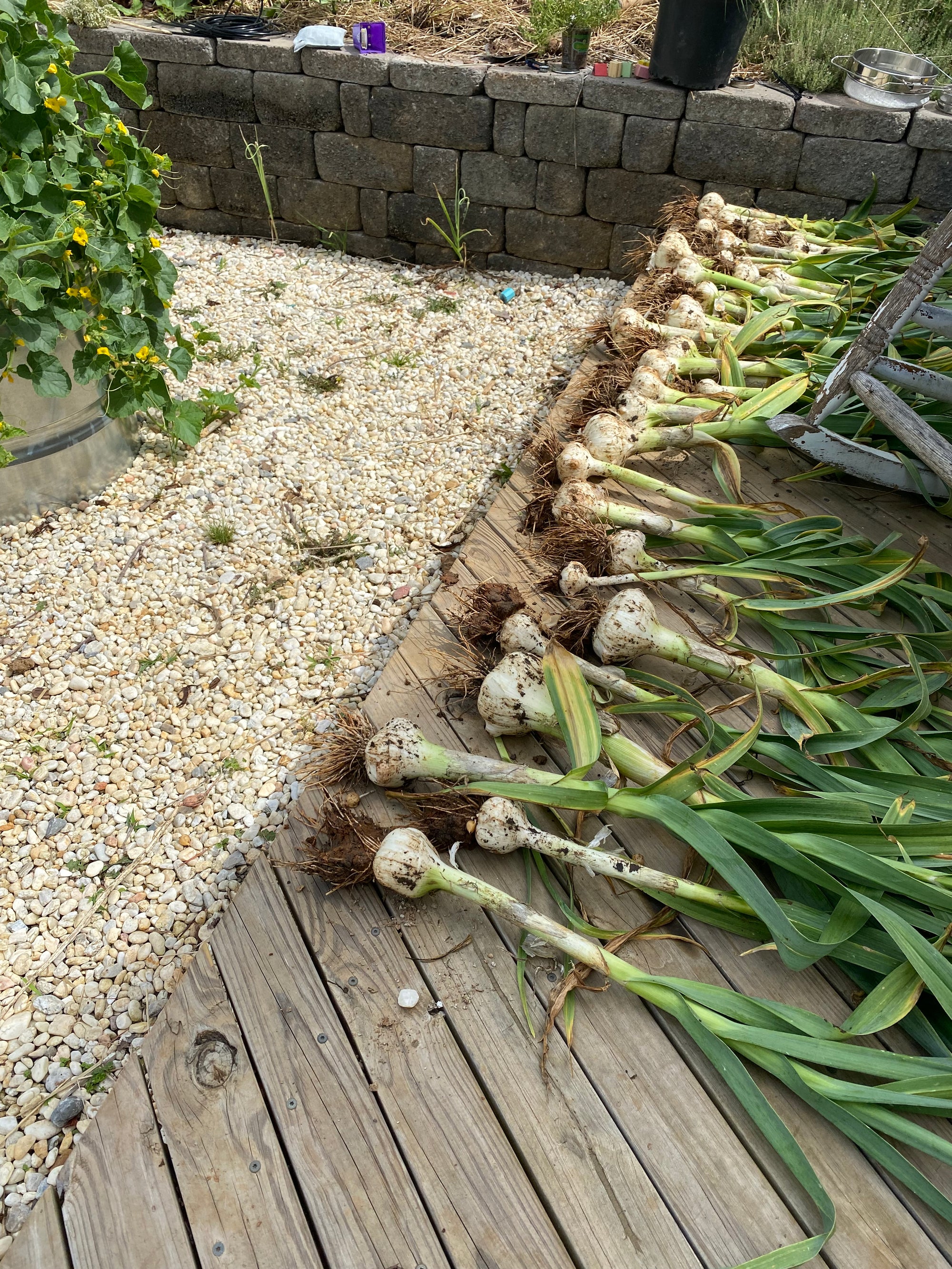 Celebrating the Arts: Fall Gardening Basics(September 19,2026)