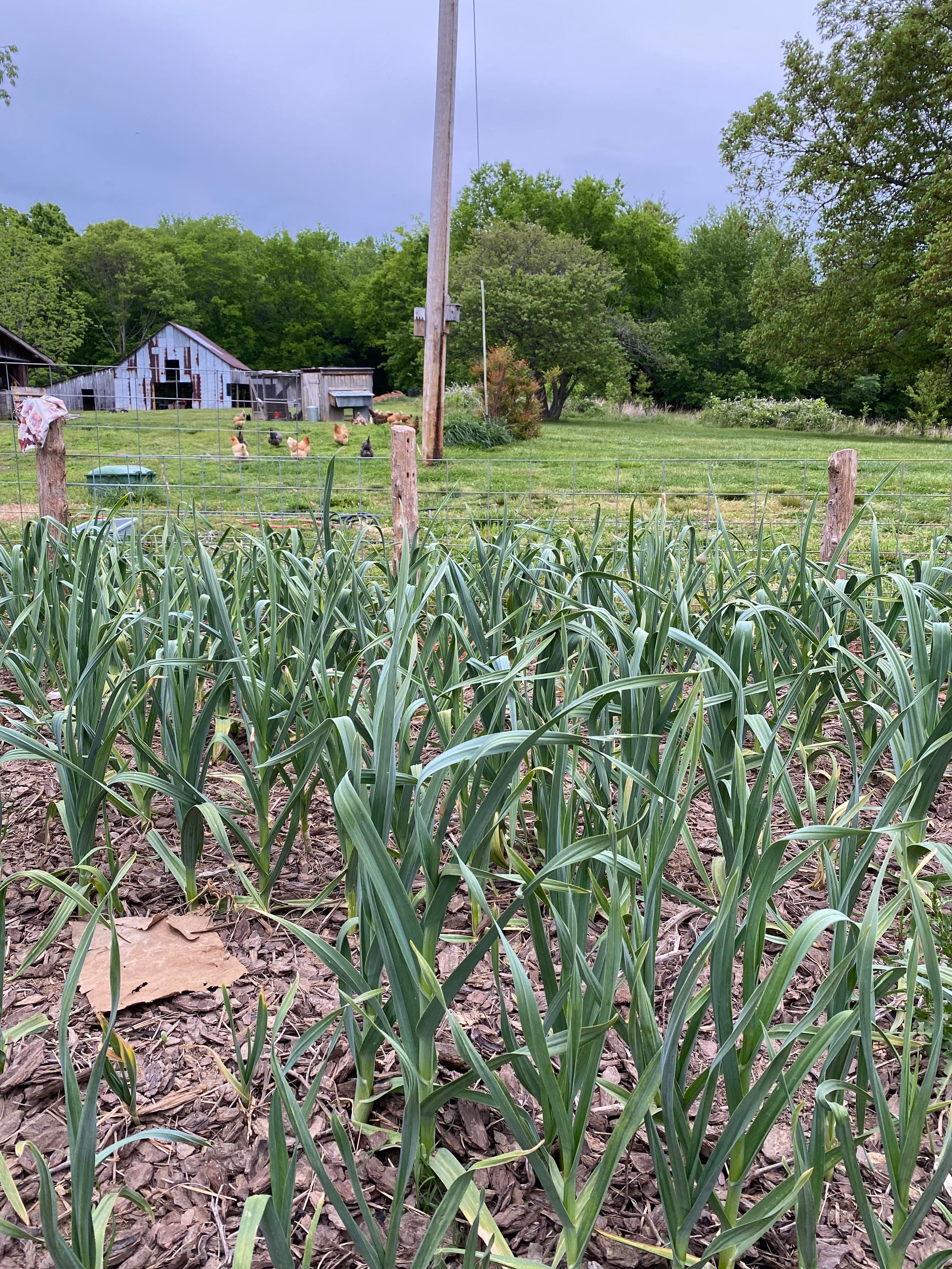 Celebrating the Arts: Fall Gardening Basics(September 19,2026)