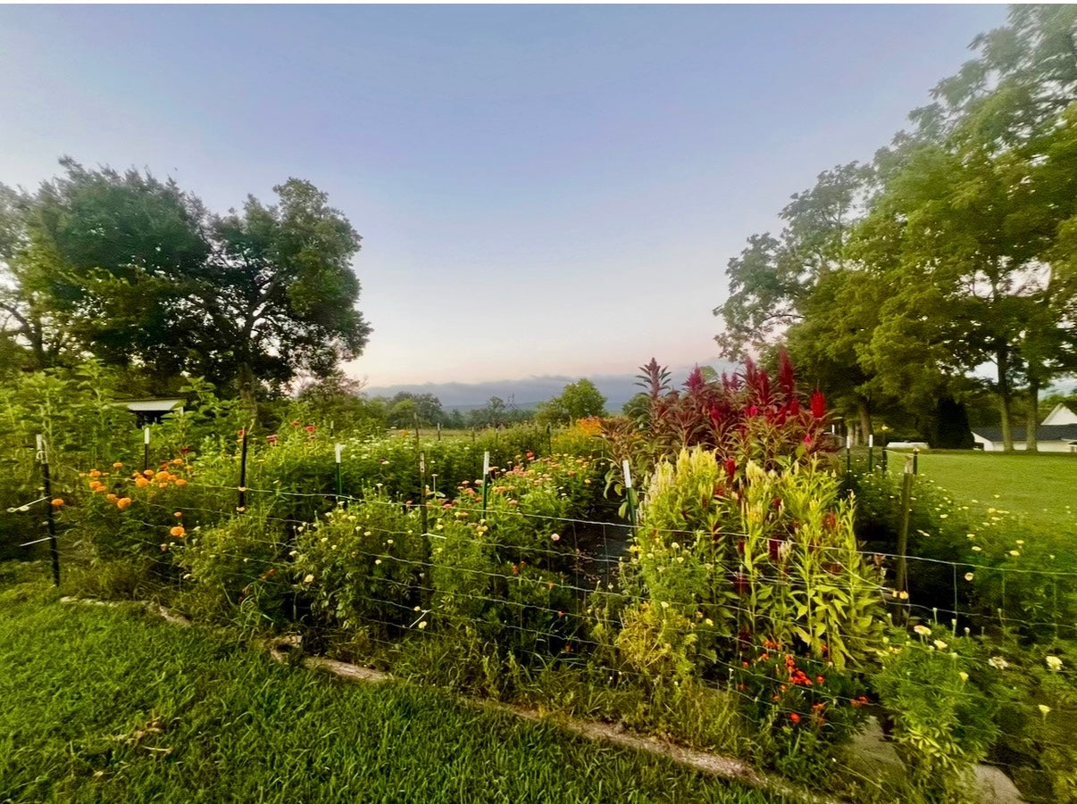 Celebrating the Arts: Growing Dahlias-From Tuber to Bloom(April 30, 2026)