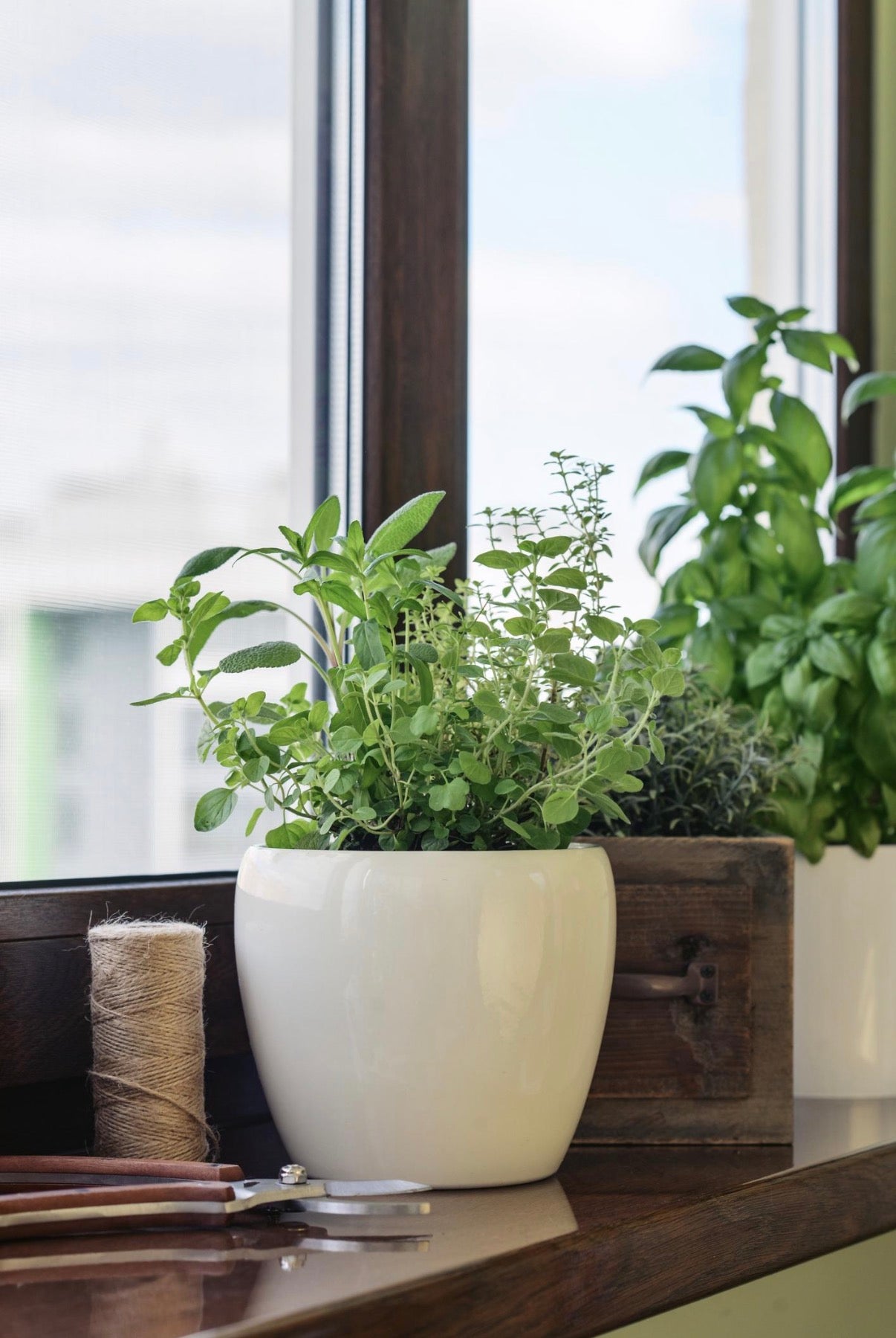 Celebrating the Arts: Growing Herbs(May 16, 2026)