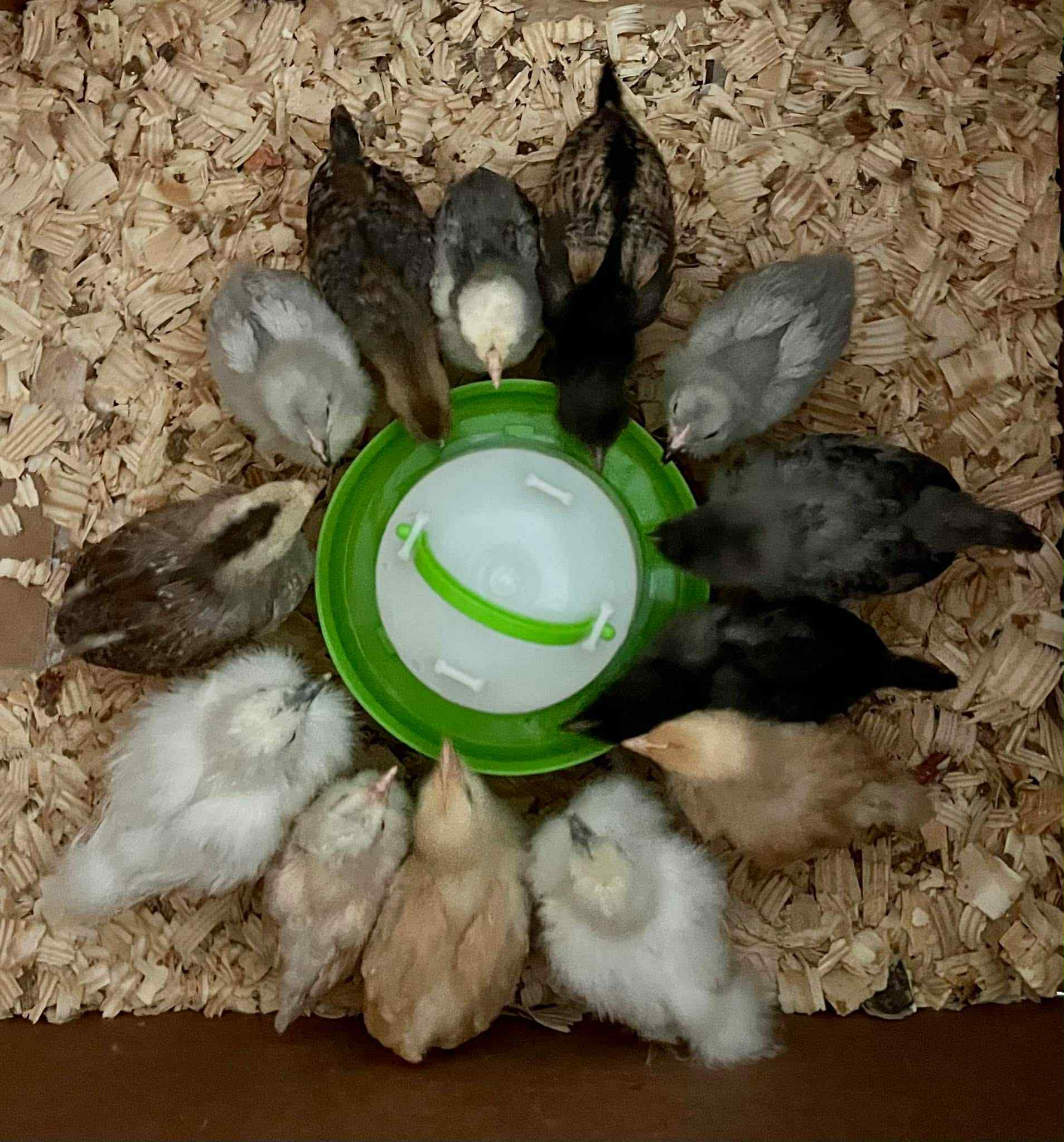 Celebrating the Arts: Starting a Backyard Egg Factory(April 18,2026)