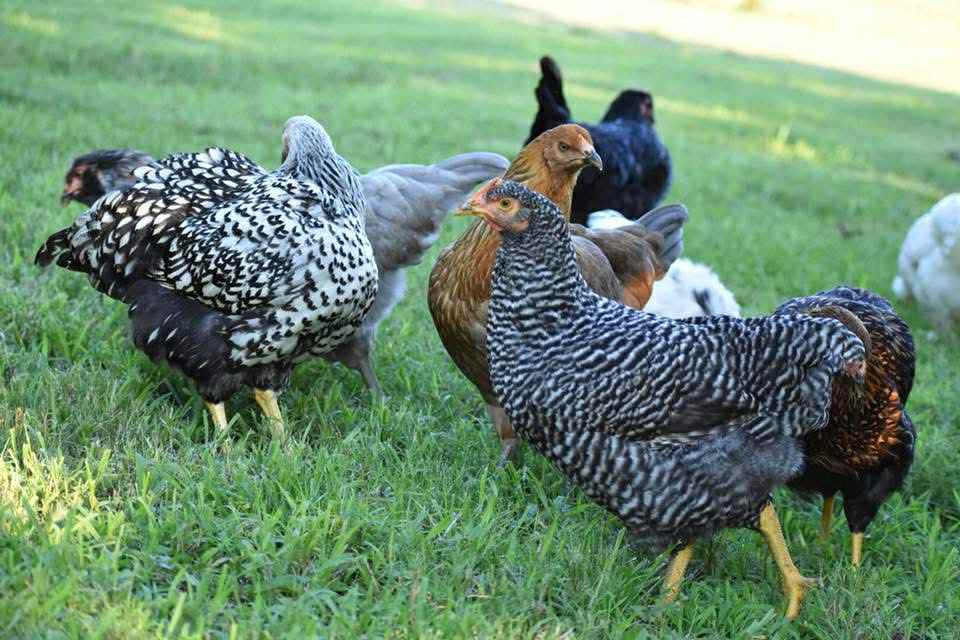 Celebrating the Arts: Starting a Backyard Egg Factory(April 18,2026)