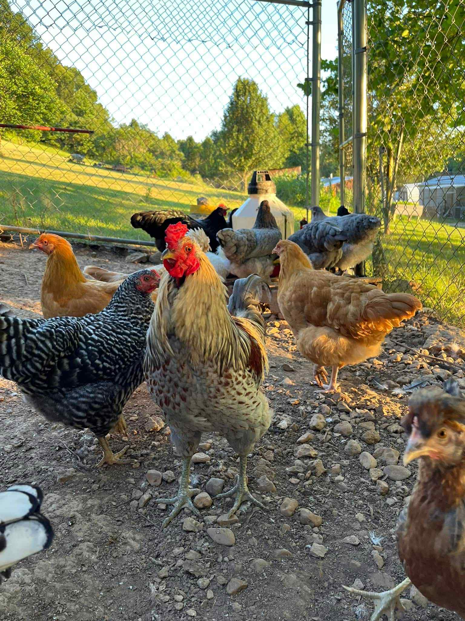 Celebrating the Arts: Starting a Backyard Egg Factory(April 18,2026)