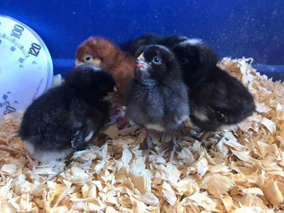 Celebrating the Arts: Starting a Backyard Egg Factory(April 18,2026)